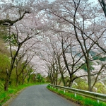 小路の桜